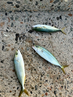 フクラギの釣果