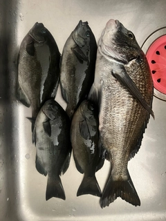 チヌの釣果