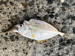 ヒイラギの釣果