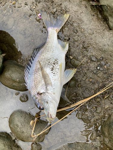 キチヌの釣果