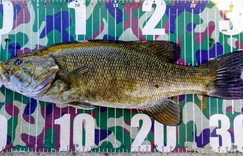 スモールマウスバスの釣果