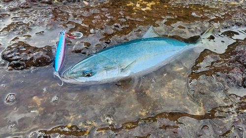 釣果