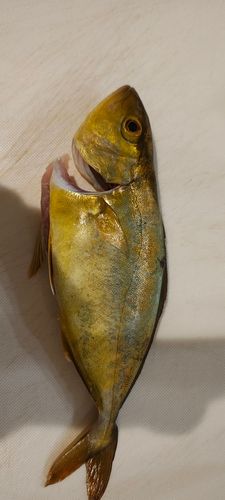 ショッコの釣果