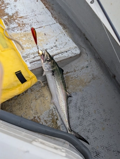 サゴシの釣果