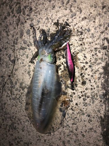 アオリイカの釣果