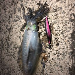 アオリイカ