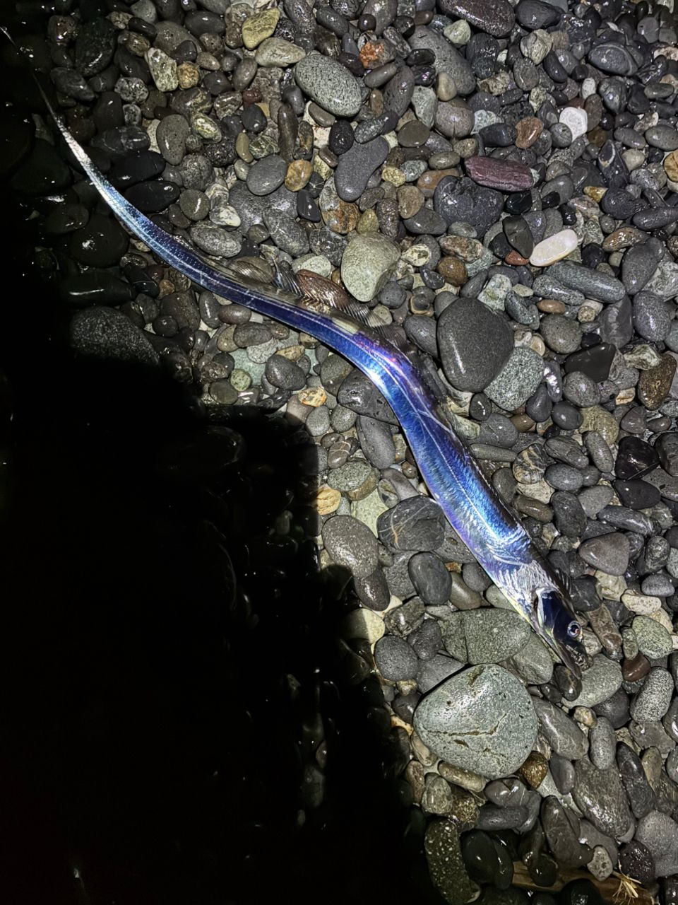 タチウオ