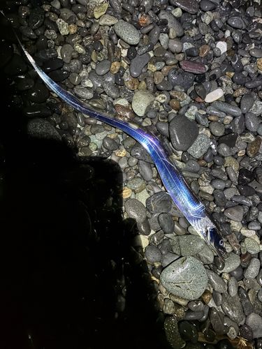 片浜海岸