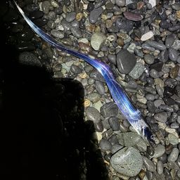 タチウオ