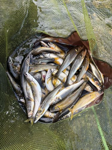 アユの釣果