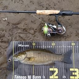 スモールマウスバス