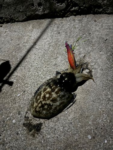 コウイカの釣果