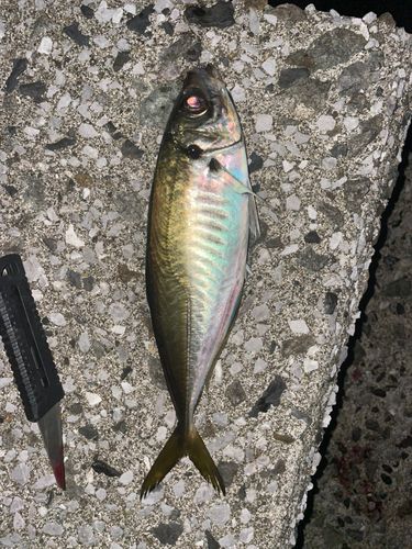 鹿児島湾南部