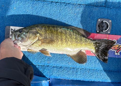 スモールマウスバスの釣果