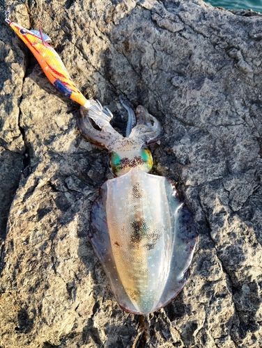 アオリイカの釣果