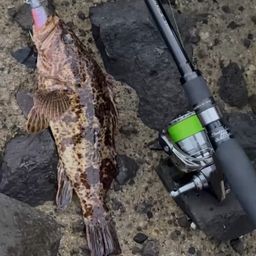 タケノコメバル