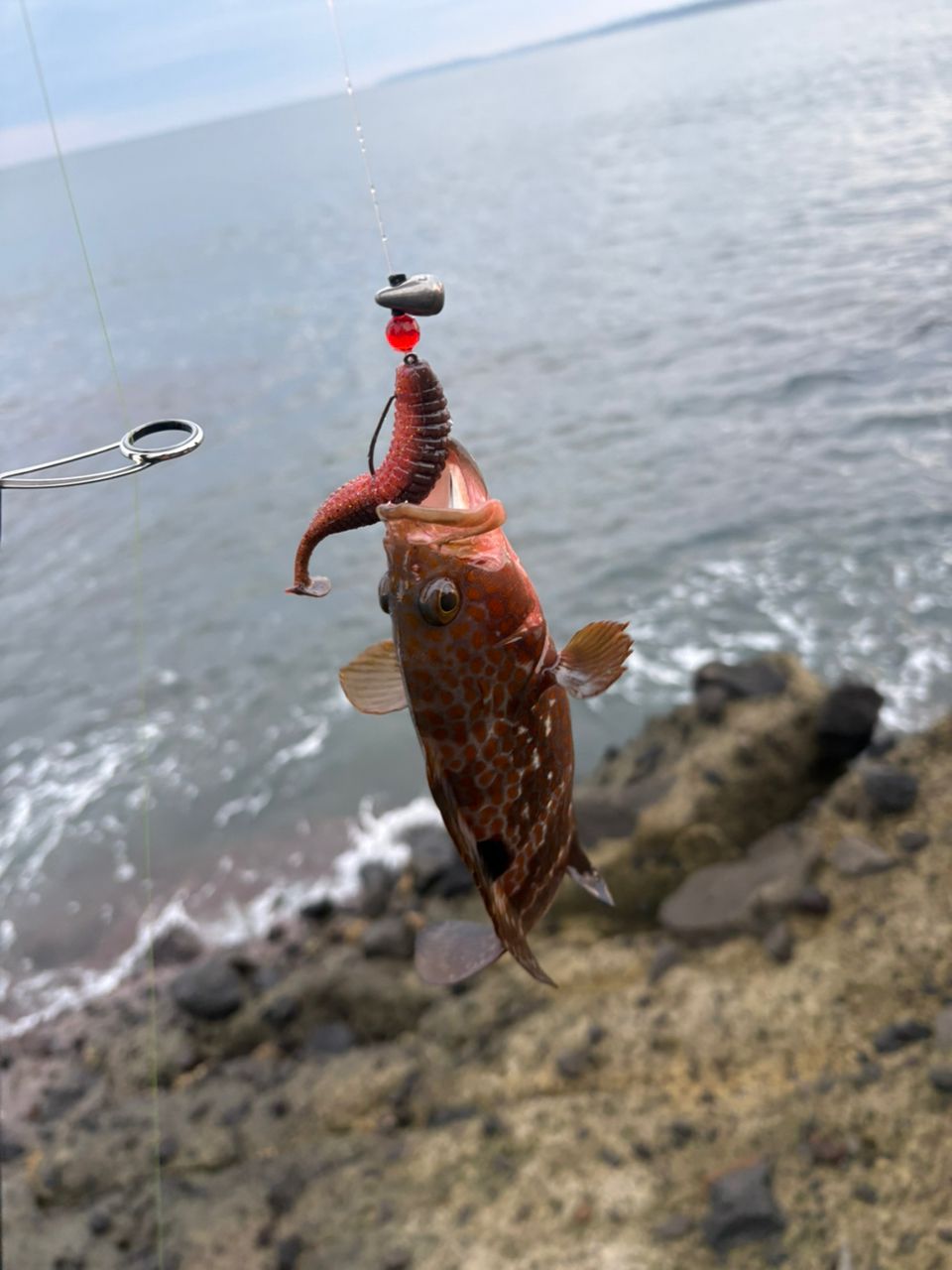 タケノコメバル
