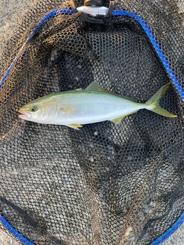 魚津漁港