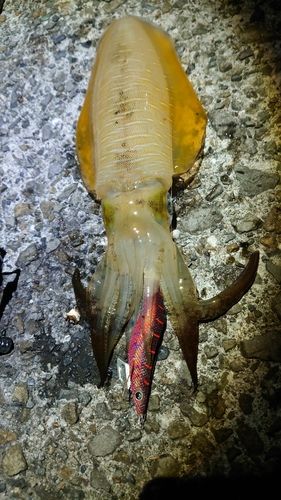 アオリイカの釣果