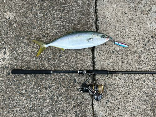 イナダの釣果