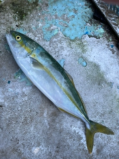 フクラギの釣果