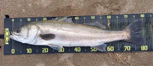 シーバスの釣果