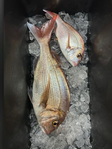 玄界灘