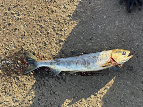 アキアジの釣果
