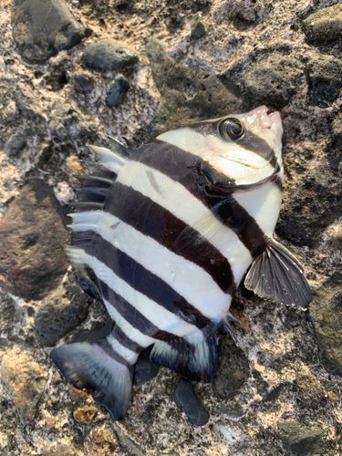 サンバソウの釣果