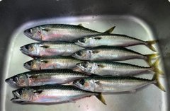 サバの釣果
