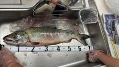 アキアジの釣果