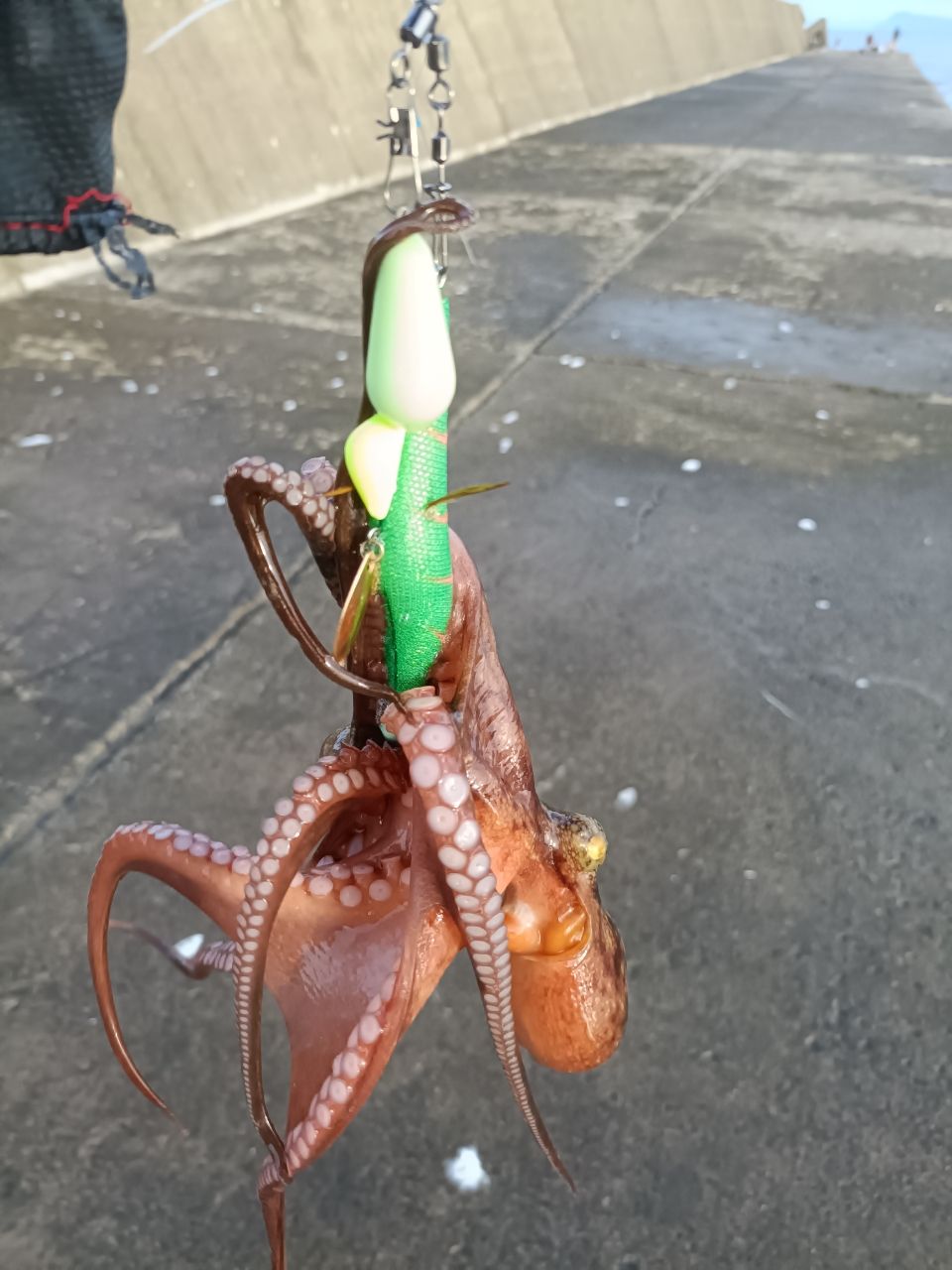 マダコ