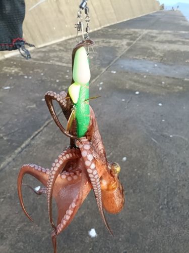 マダコの釣果