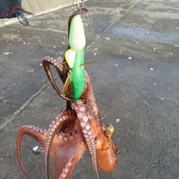 マダコ