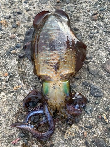 アオリイカの釣果