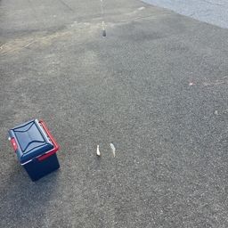 シロギス