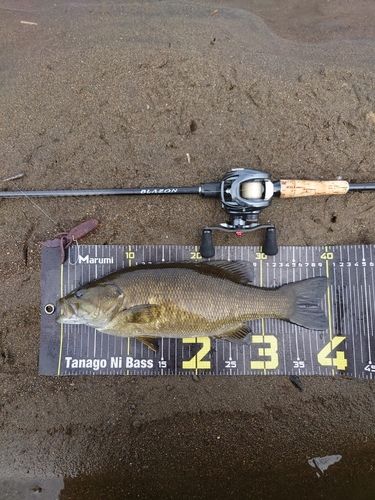 スモールマウスバスの釣果