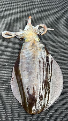 釣り公園シモツピアーランド
