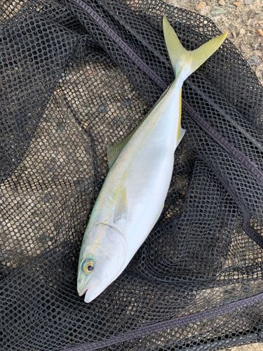 ワカシの釣果