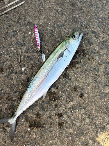 サゴシの釣果