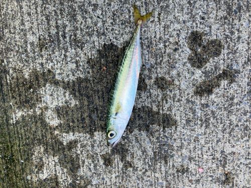 サバの釣果