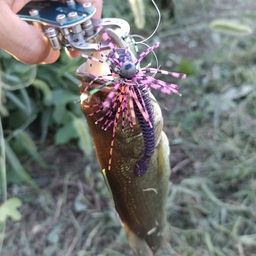 ラージマウスバス