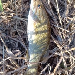 スモールマウスバス