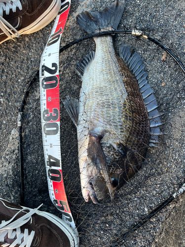 クロダイの釣果