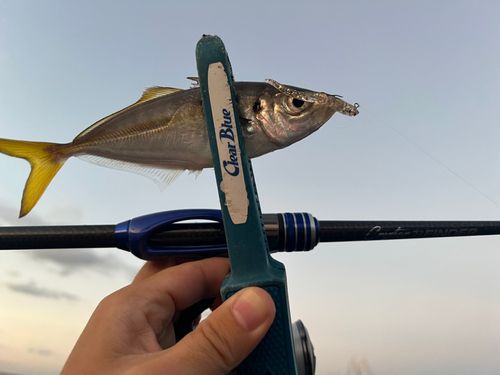 マアジの釣果