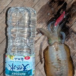 アオリイカ