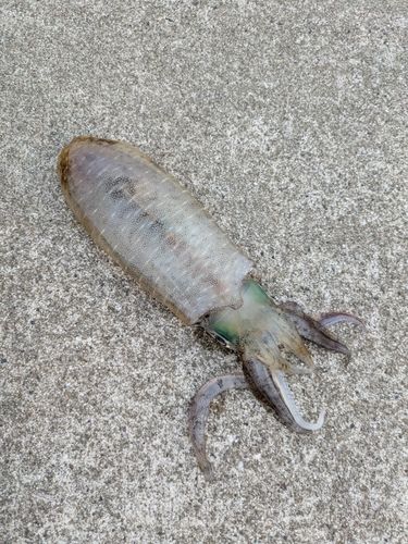篠島