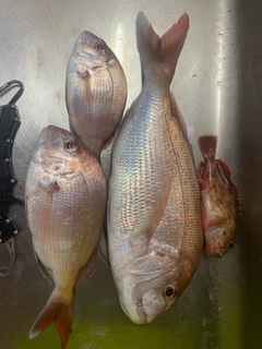 マダイの釣果
