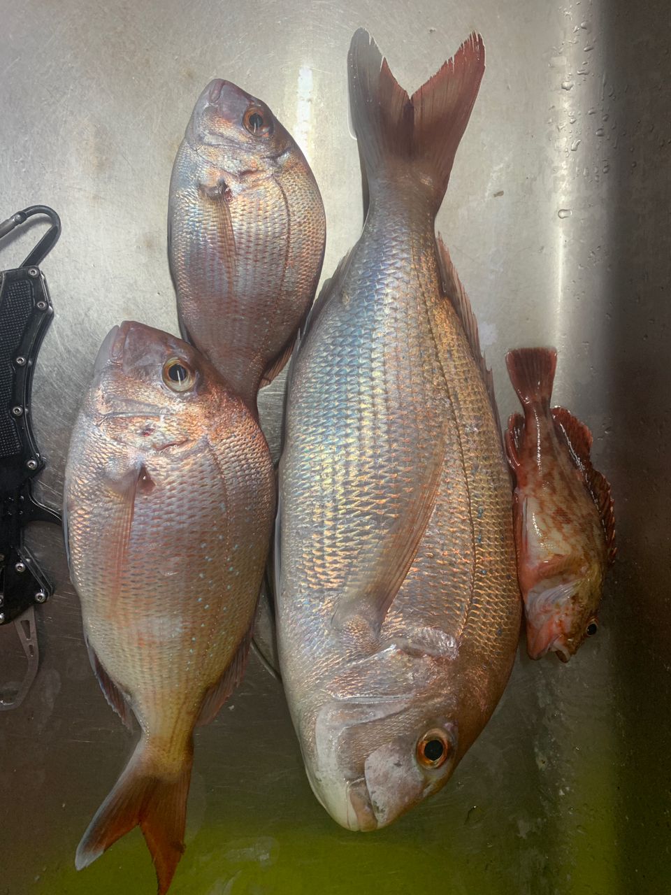 根掛かり大将さんの釣果 1枚目の画像