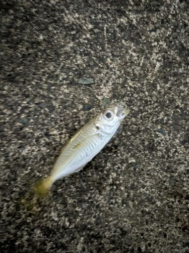 敦賀湾